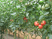 小林農園のこだわりトマト栽培